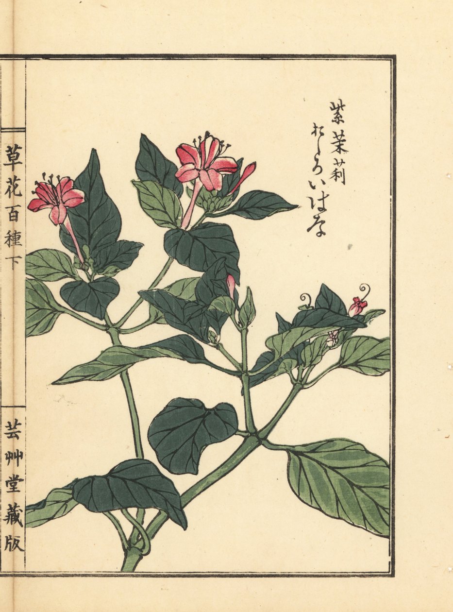 Oshiroibana eller Perus underverk, Mirabilis jalapa. Handkolorerat träsnitt av Kono Bairei från Kusa Bana Hyakushu (Hundra sorters blommor), Tokyo, Yamada av Unbekannter Künstler