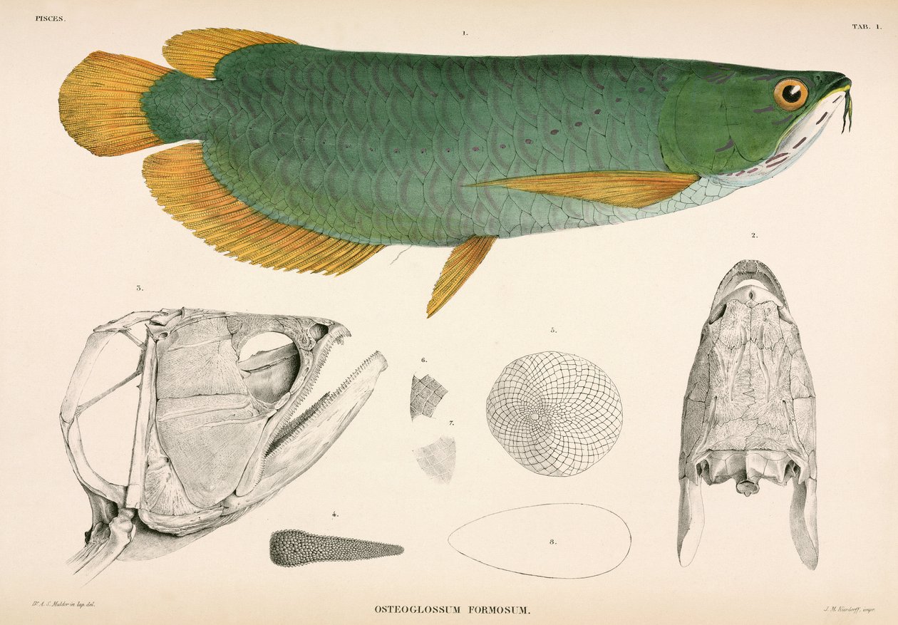 Osteoglossum formosum, Indonesien av Unbekannter Künstler