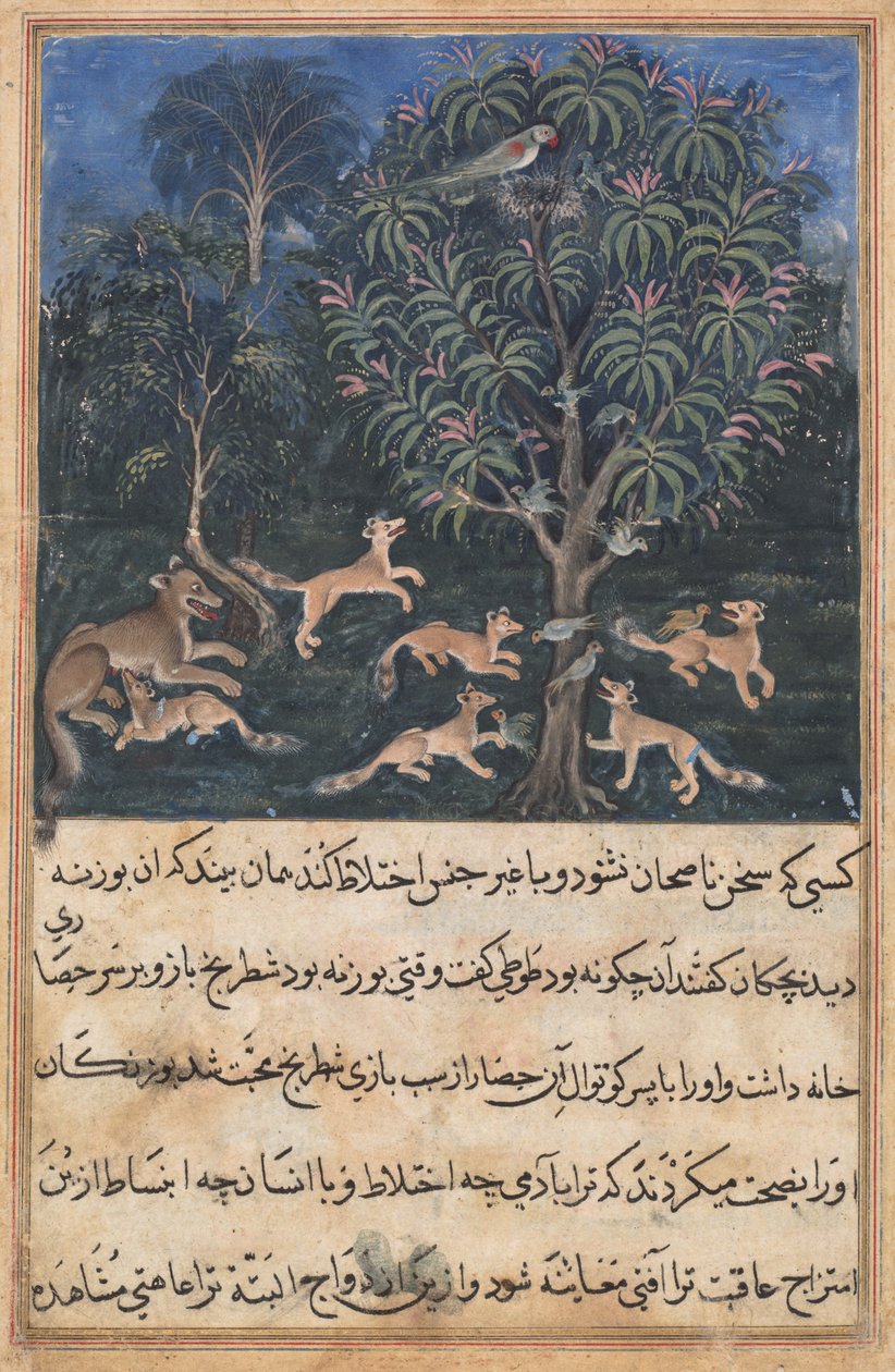 Sida från Tales of a Parrot (Tuti-nama): Femte natten: Papegojmamman varnar sina ungar för faran med att leka med rävar, ca. 1560 (ogenomskinlig akvarell, guld och bläck på papper) av Unbekannt