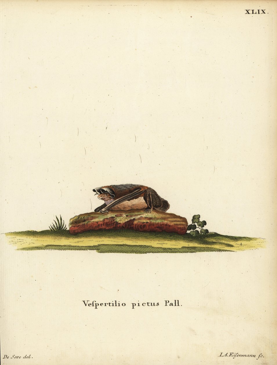 Målad ullfladdermus, Kerivoula picta. Vespertilio pictus Linn. Handkolorerat kopparstick av Jakob Andreas Eisenmann efter en illustration av Jacques de Seve. ur Johann Christian Daniel Schrebers Djurillustrationer efter naturen, eller Schrebers F av Unbekannter Künstler