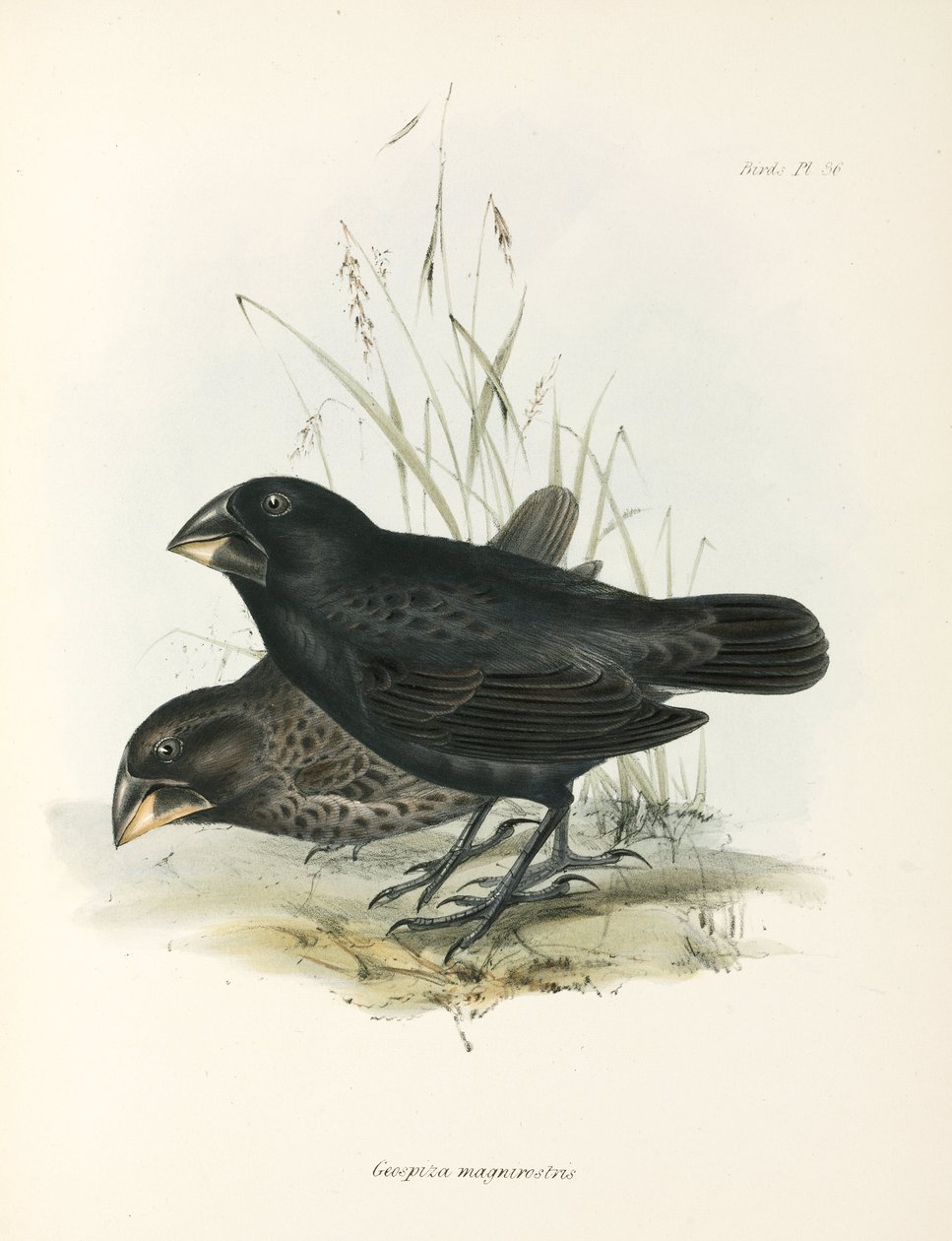 Par stora markfinkar, Galapagosöarna, c 1832-1836 av Unbekannt