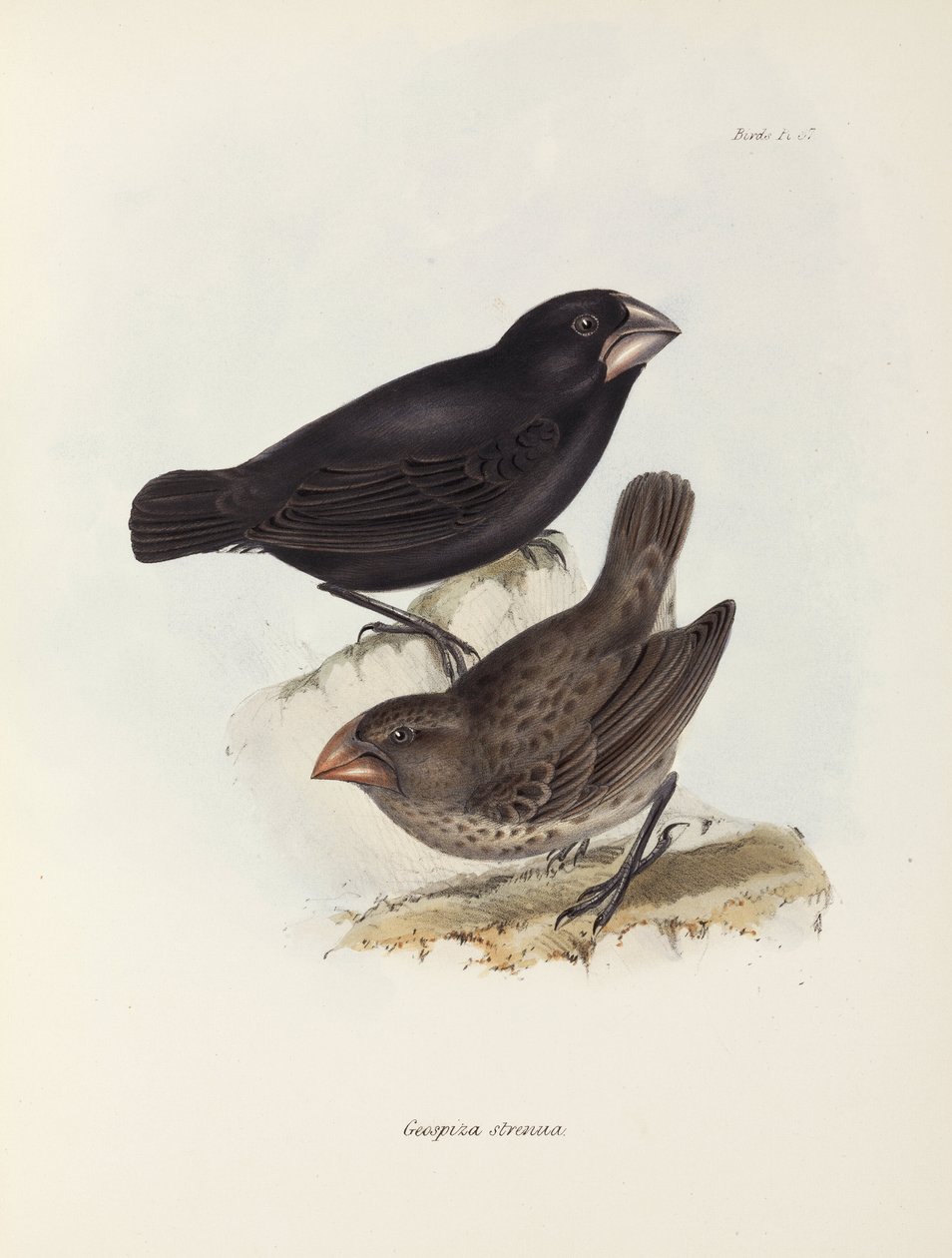 Finkarpar, Galapagosöarna, c 1832-1836 av Unbekannt