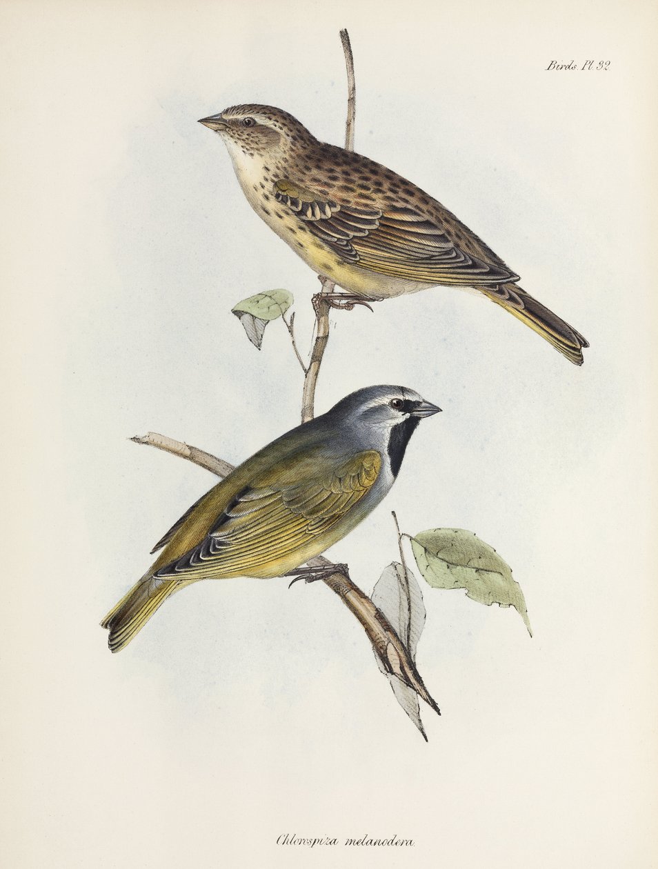 Par sparvar eller finkar, c 1832-1836 av Unbekannt