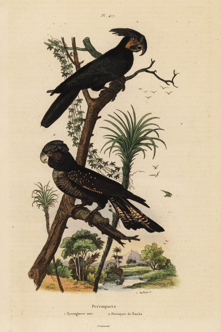 Palmkakadua, Probosciger aterrimus och rödstjärtad svartkakadua, Calyptorhynchus banks Mycroglosse noir et Perroquet de Banks av Unbekannt
