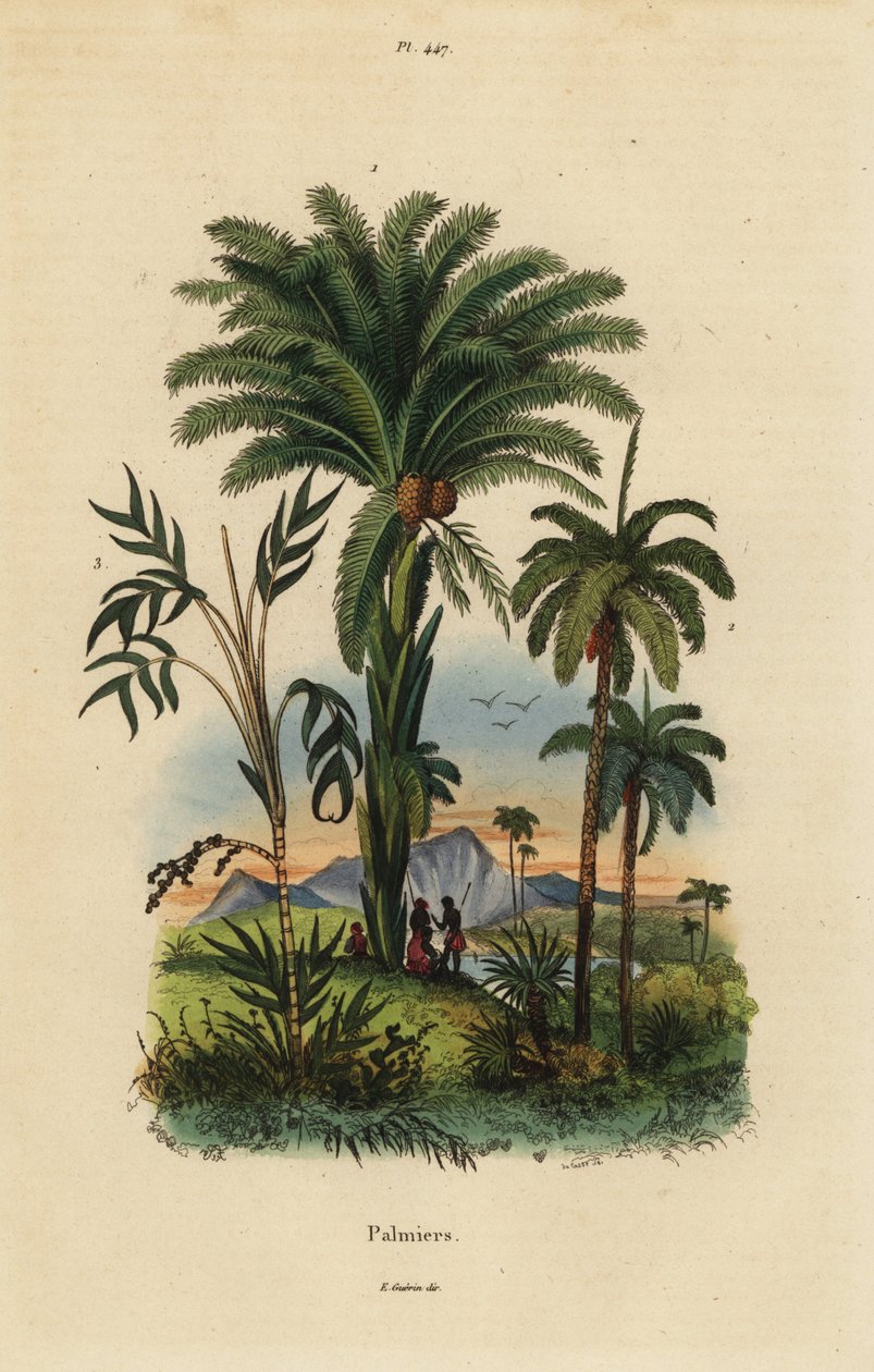 Palmer: dadelpalm, Phoenix dactylifera 1, Attalea art 2 och Geonoma art 3 av Unbekannt