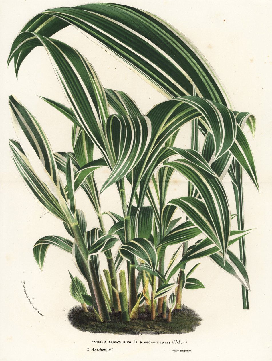 Palmgräs, Setaria palmifolia (Panicum plicatum foliis level-vittatis). Handkolorerad litografi från Louis van Houtte och Charles Lemaires Flowers of the Gardens and Hothouses of Europe, Flore des Serres et des Jardins de l
