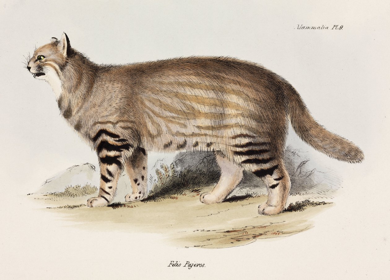 Pampas katt, Sydamerika, c 1832-1836 av Unbekannt