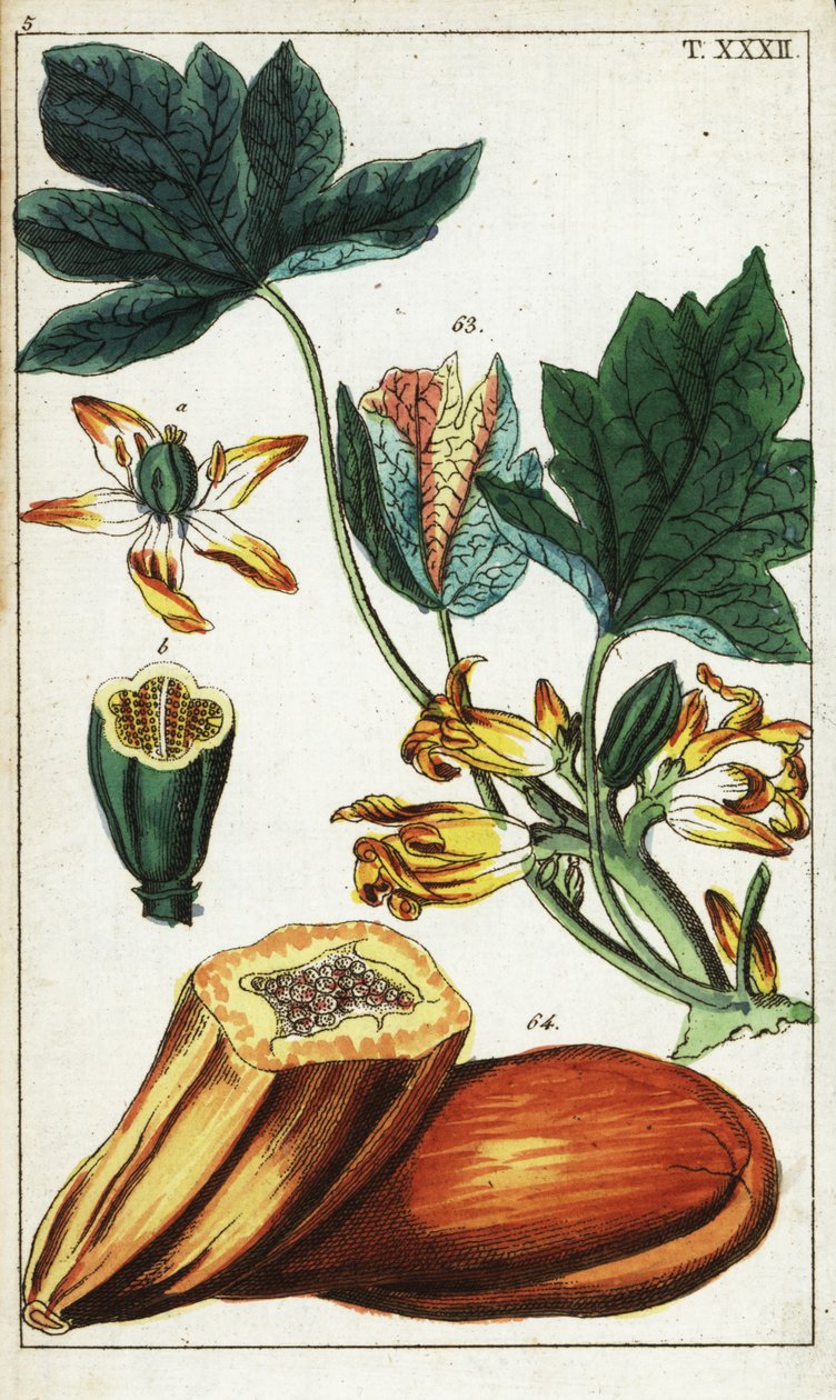 Papayafrukt, avsnitt, blommor och blad, Carica papaya. av Unbekannter Künstler