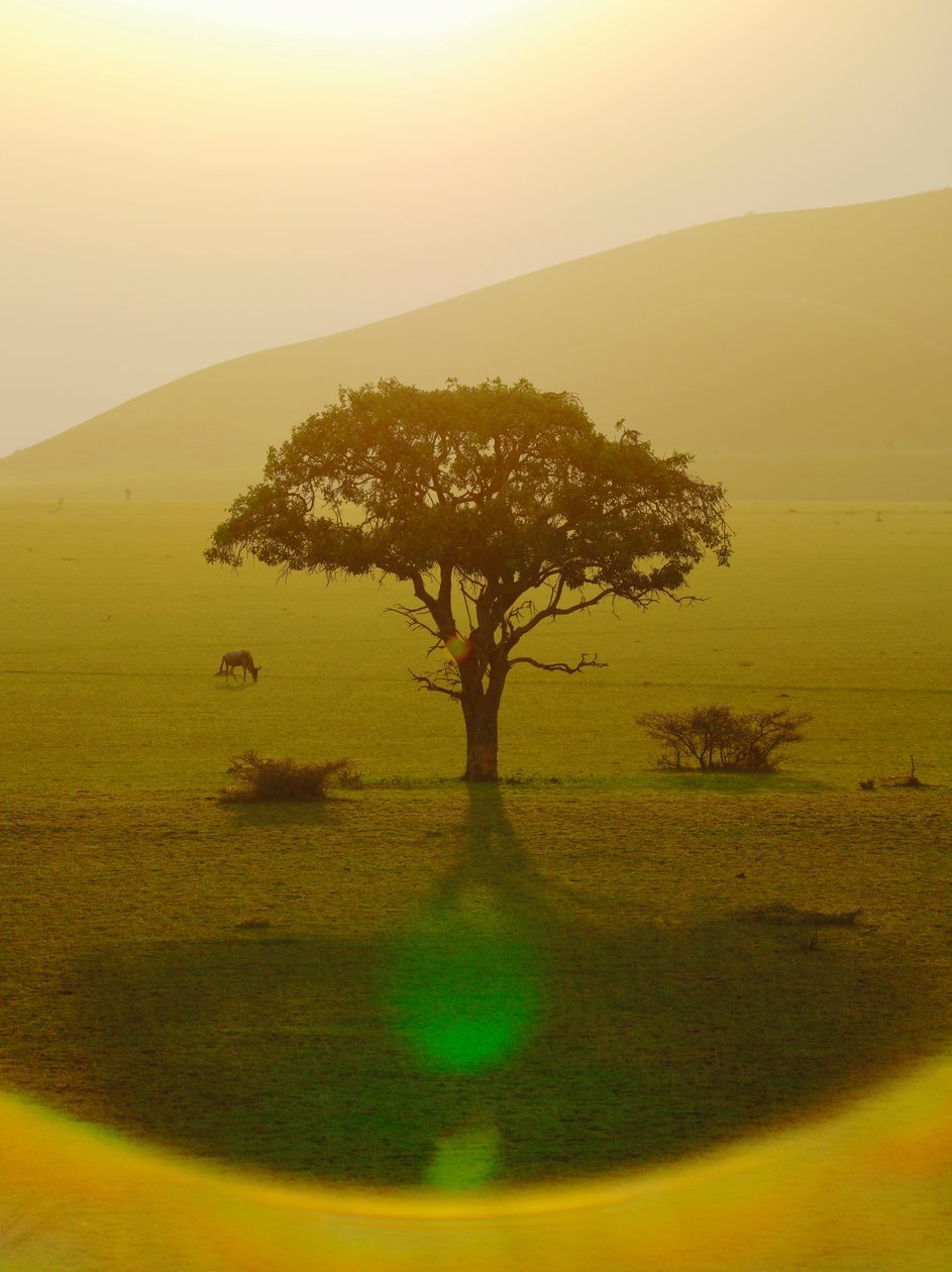 Paradiset efter regnet, Chyulu Hills, 2018 (bild) av Unbekannter Künstler