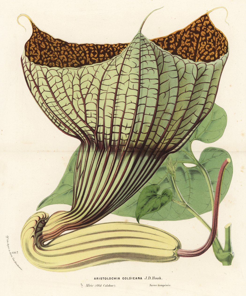 Pararistolochia goldieana (Aristolochia goldieana). Handkolorerad litografi från Louis van Houtte och Charles Lemaires Flowers of the Gardens and Hothouses of Europe, Flore des Serres et des Jardins de l
