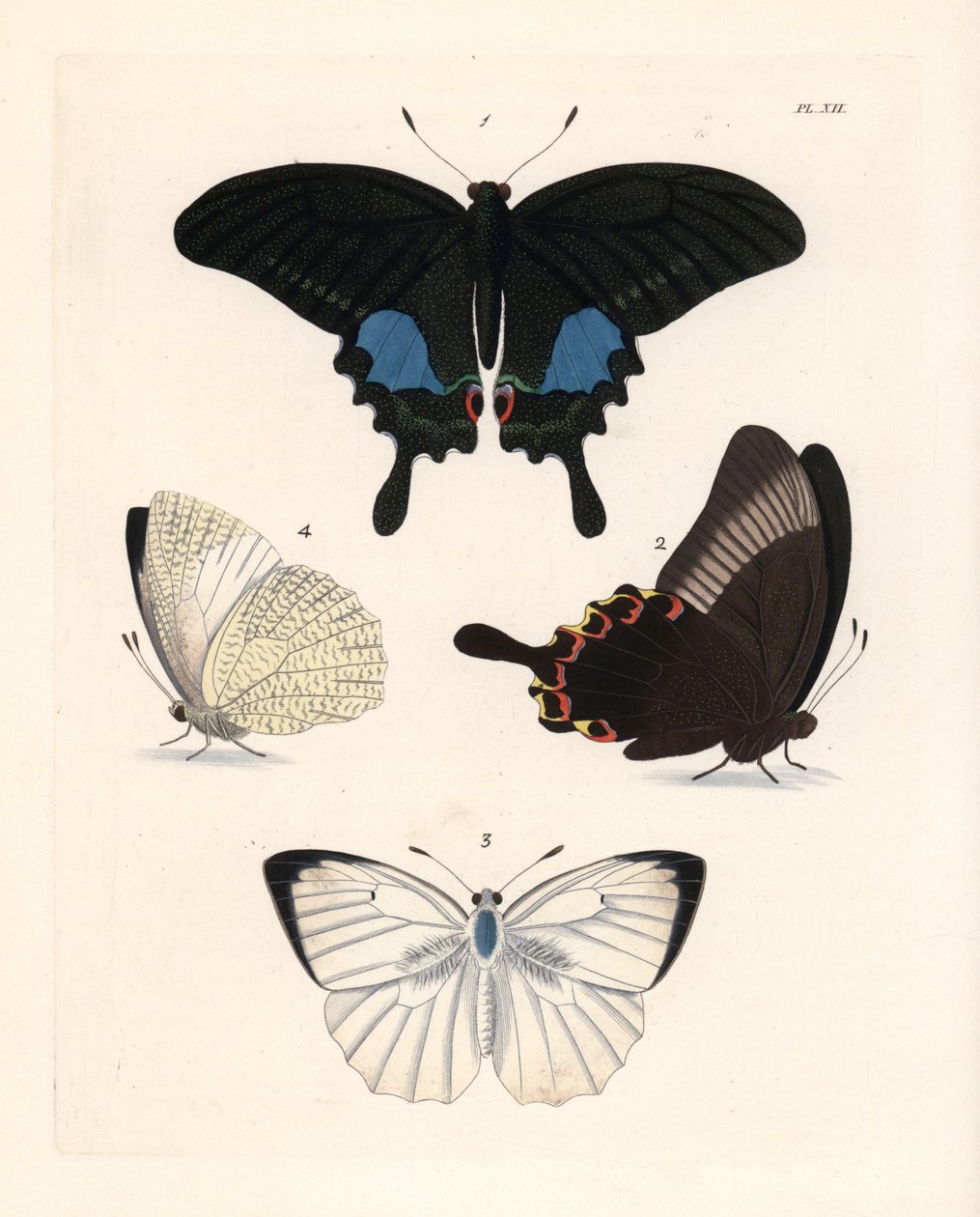 Påfågelsfjäril, Papilio paris 1,2, och fläckig emigrant, Catopsilia pyranthe 3.4. Handkolorerad litografi från John O. Westwoods nya utgåva av Dru Drury