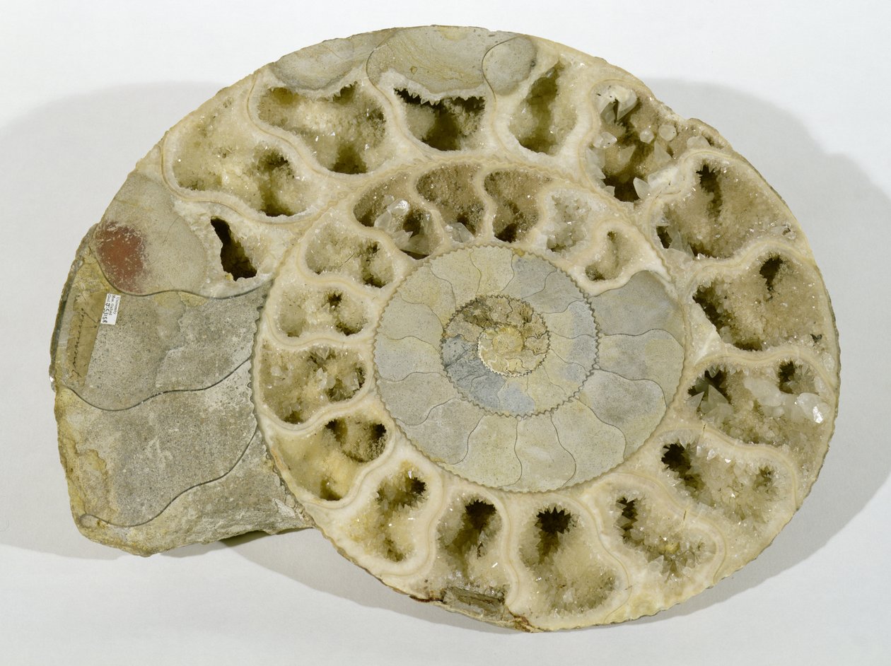 Parkinsonia (Ammonite) som finns i Dorset, mellanjuraperioden av Unbekannt