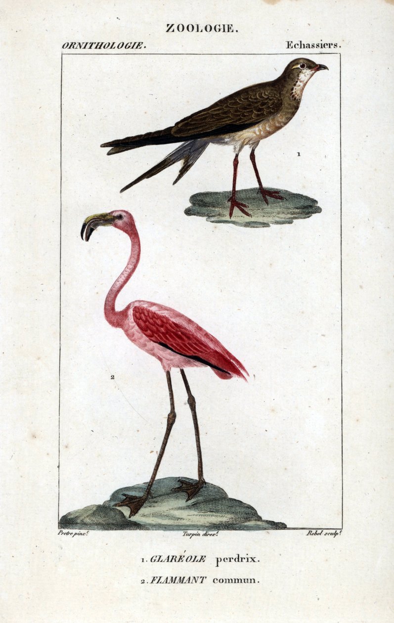Rapphöna och rosa flamingo - Halsbandsrapphöna, Glareola pratincola, och större flamingo, Phoenicopterus roseus. Handkolorerat kopparstick från Dumont de Sainte-Croixs "Dictionary of Natural Science: Ornitologi", Paris, Frankrike av Unbekannter Künstler