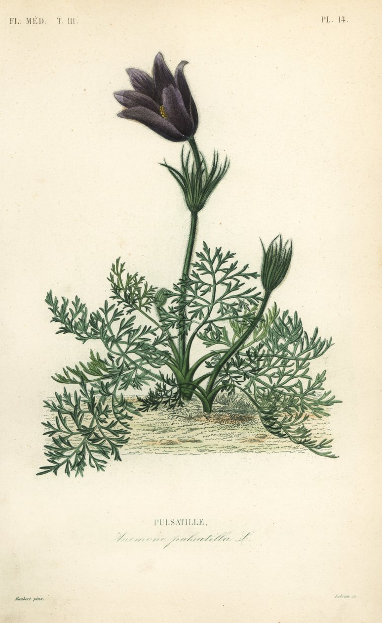 Pasqueflower eller Dane