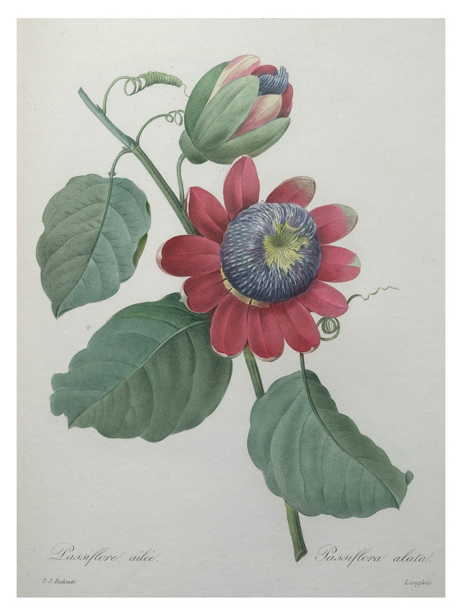 Passionsblomma av Unbekannt