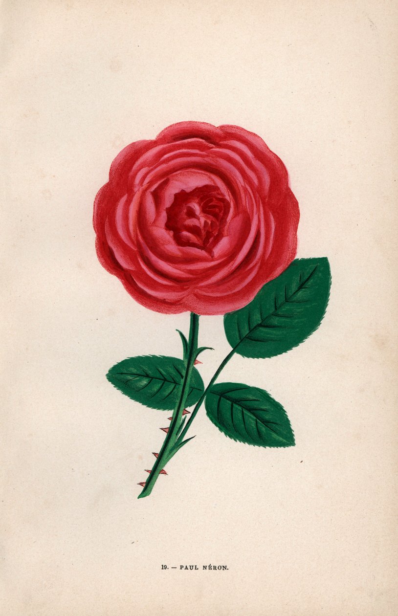 Paul Neron-ros, scharlakansröd hybrid som odlades av Monsieur Levet i Lyon 1869. Kromolitografi ritad och litograferad efter naturen av F. Grobon från Hippolyte Jamain och Eugene Forney