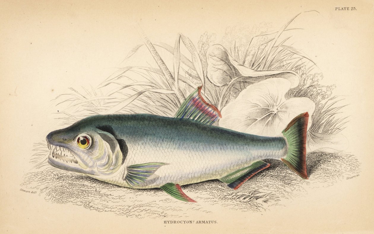 Payara, Hydrolycus armatus (Hydrocyon med stark tand, Hydrocyon armatus). Handkolorerat stålgravyr av W.H. Lizars efter en illustration av James Stewart från Robert Schomburg