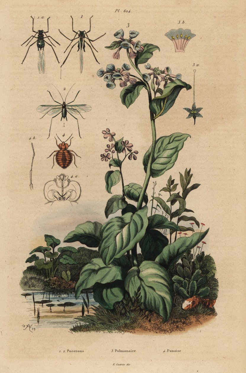 Persikabladlus, Myzus persicae 1, rosenbladlus, Macrosiphum rose 2, Virginia bluebells, Mertensia pulmonarioides 3 och vägglöss, Cimex lectularius 4 av Unbekannt