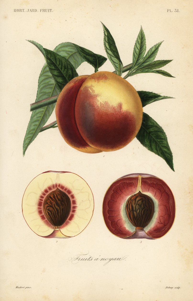 Persikafrukt, Prunus persica, snitt genom vitt kött och rött köttsorter av Unbekannt