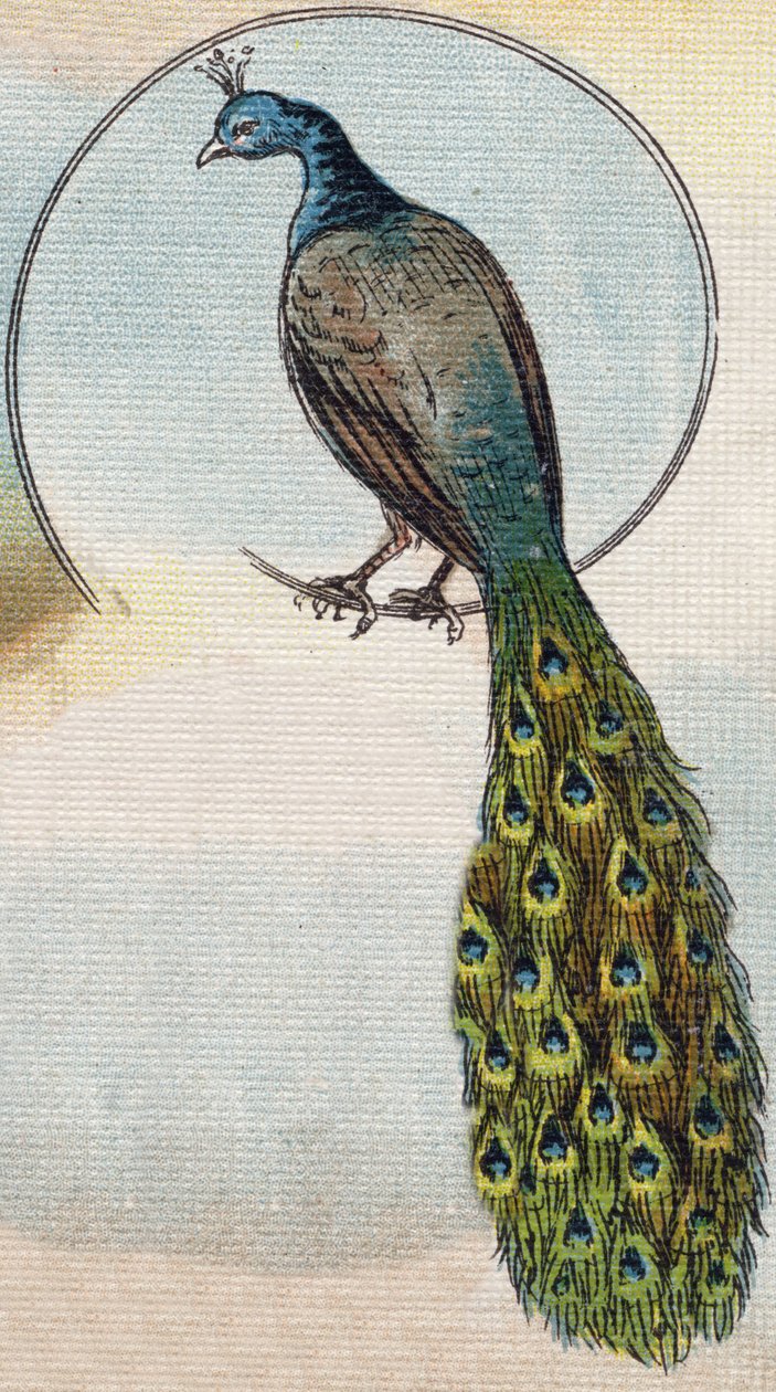 Påfågel. Gravyr i "Alphabet de ma petite fille". Bernardin-Bechet och Fils, bokhandlare-förlag, Paris, omkring 1895. Okrossbart album på duk. Bibliotheque des Bebes. 12 sidor. Album innehållande en läsmetod och en illustrativ abecedary. Dämpa: av Unbekannt