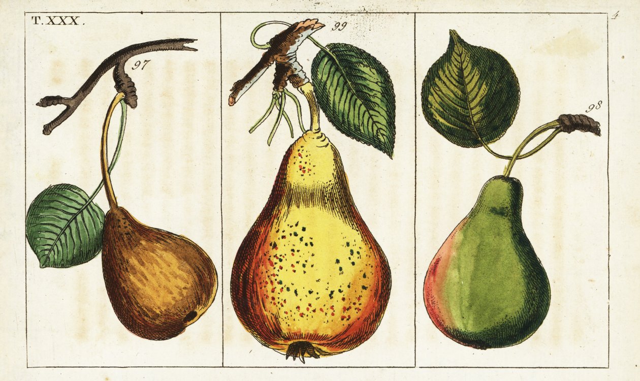 Päronsorter, Pyrus communis. av Unbekannter Künstler