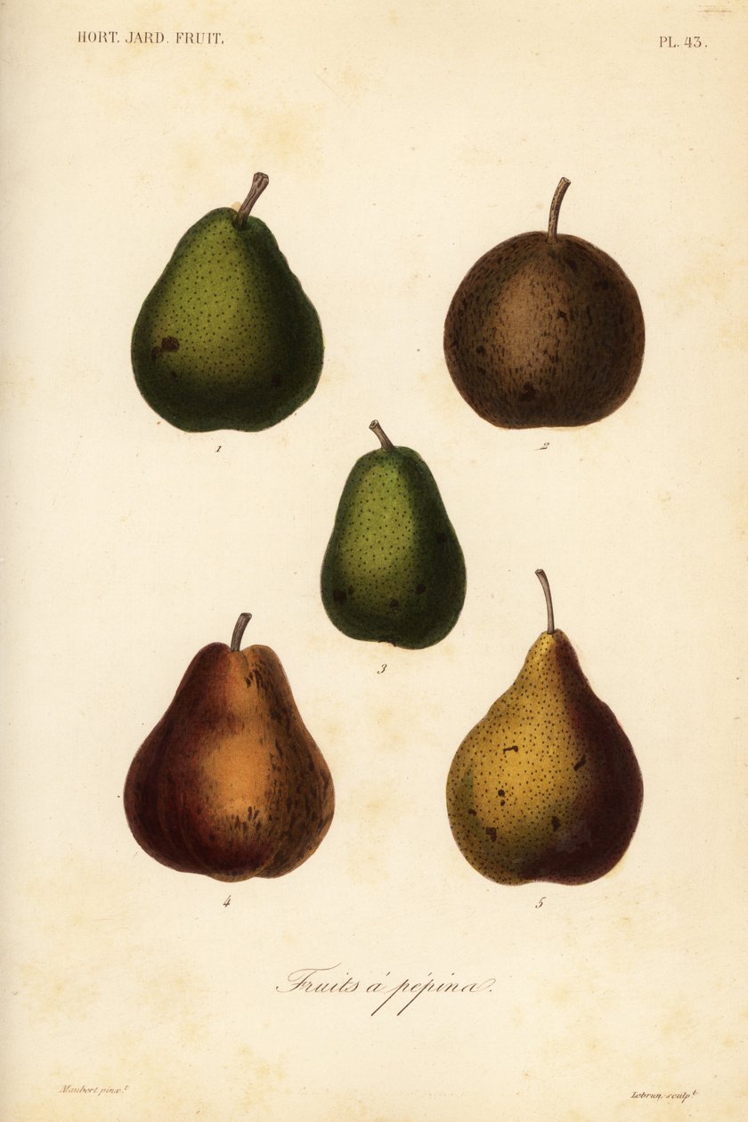 Få sorter, Pyrus communis av Unbekannt