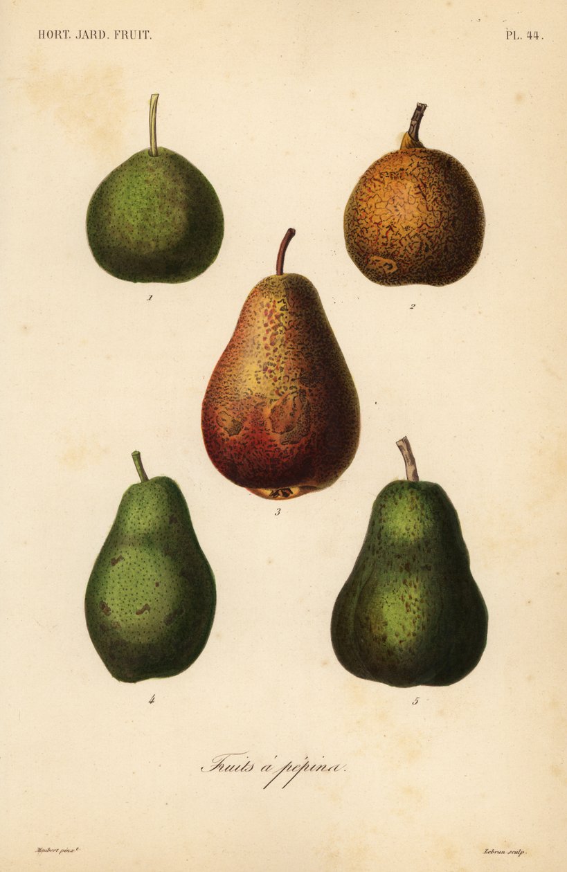 Få sorter, Pyrus communis av Unbekannt
