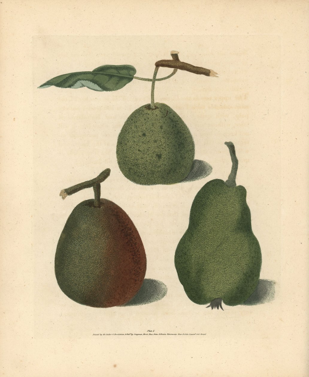 Päronsorter, Pyrus communis: Cressan, Gansell