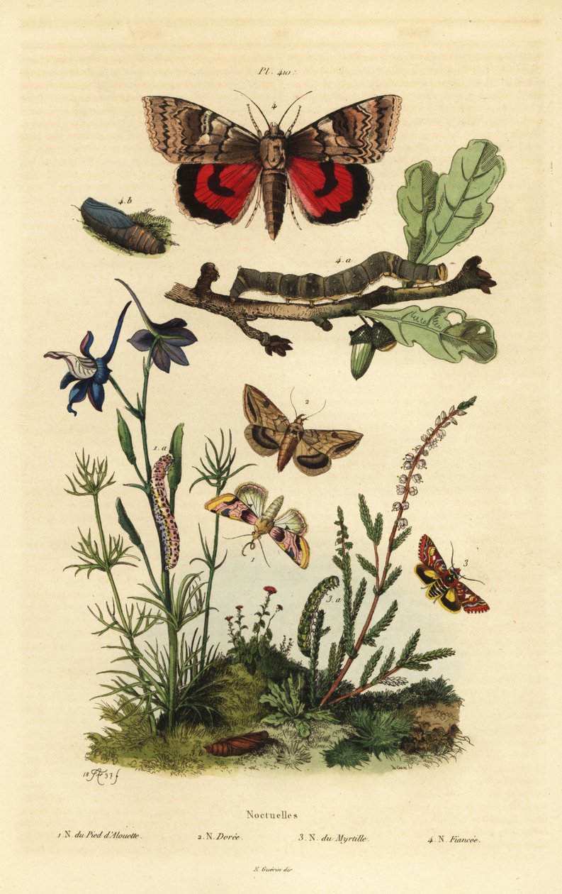 Ärtblom, Periphanes delphinii 1, bomullsbollmask, Helicoverpa armigera 2, gul undervinge, Anarta myrtilli 3 och stor gul undervinge, Noctua pronuba, larv och puppa 4. Noctuelles fjärilar av Unbekannt