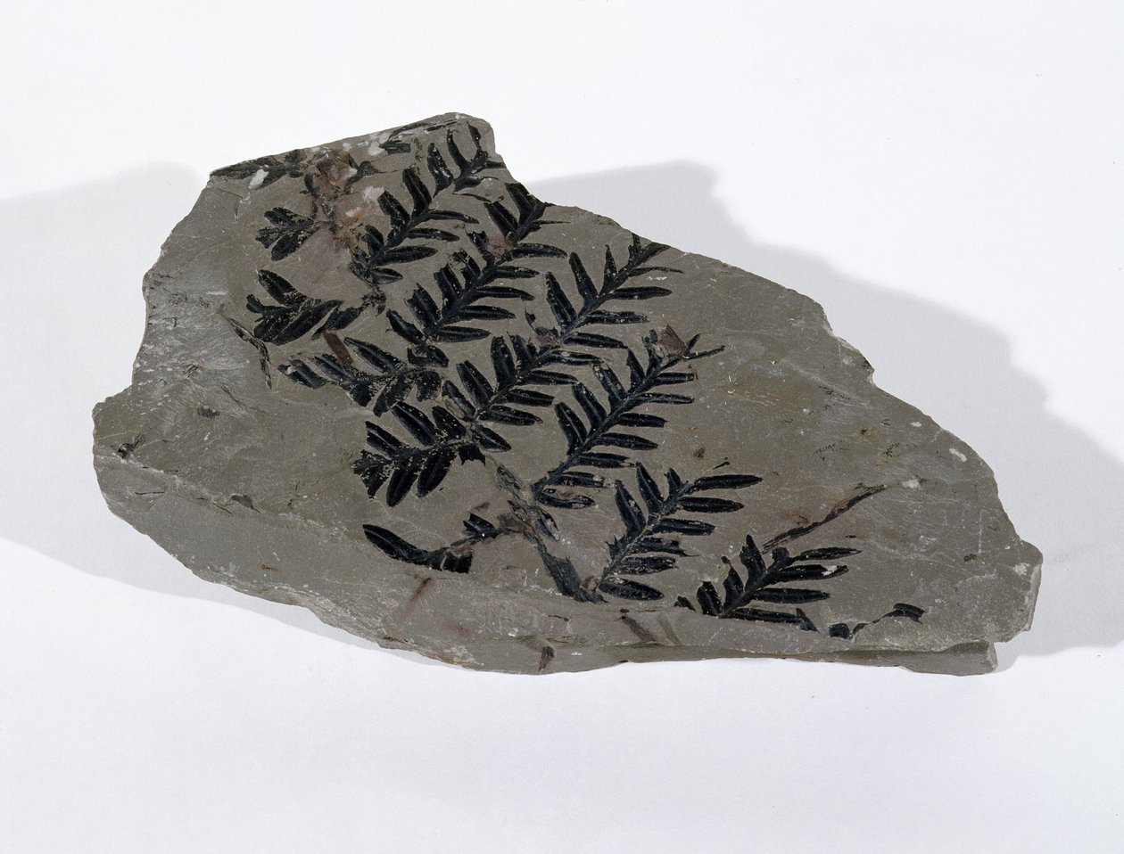 Pecopteris (Gymnosperm Frond) hittad i Camerton, Somerset, Upper Carboniferous Period (foto) av Unbekannt