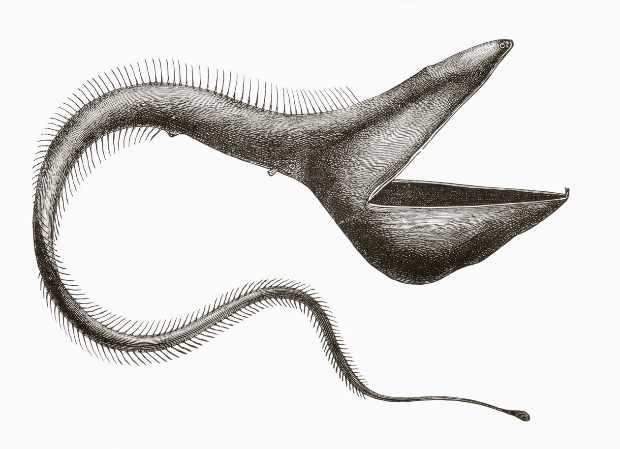 Pelican Eel eller Eurypharynx pelecanoides, en djuphavsfisk som sällan ses av människor, från 