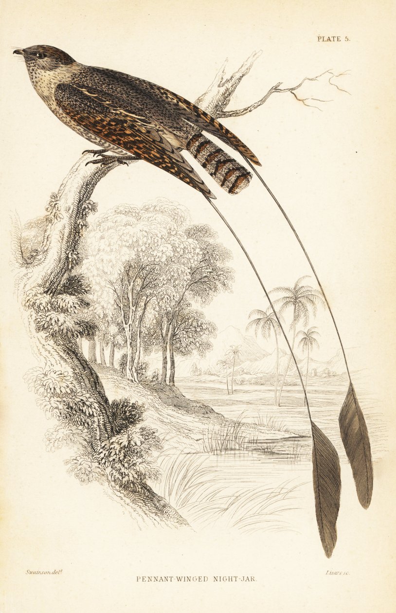 Pennantvingad nattskärra, Macrodipteryx vexillarius (Macrodipteryx africanus). Handkolorerat stålstick av William Lizars efter William Swainson från Sir William Jardine