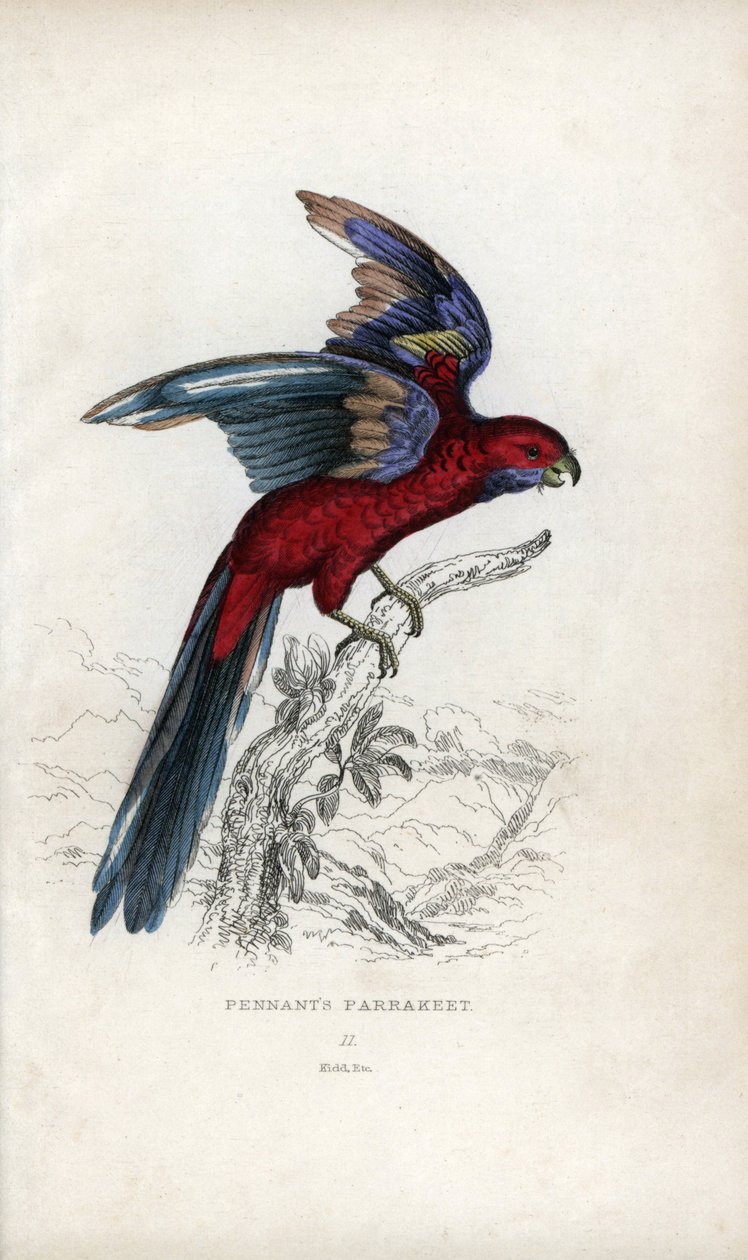 Pennants parakit, Psittacus pennantii. Platycercus elegans. av Unbekannter Künstler