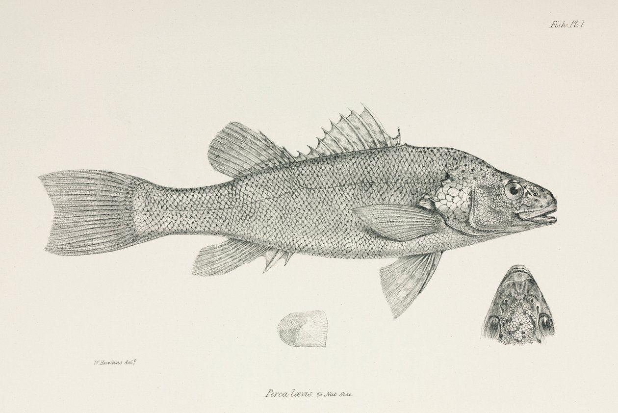 Abborre, ca 1832-1836 av Unbekannt