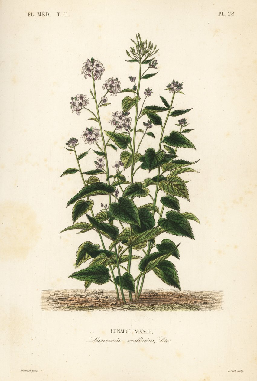 Perenn honesty, Lunaria rediviva, Lunaire vivace av Unbekannt