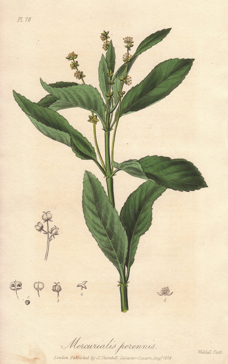 Perenn mercuriale eller perenn eller hundkål (Mercurialis perennis) - Starkt vatten av William Clarke för att illustrera "Medical Botanical, Description of the Medicinal Plants of London, Edinburgh and Dublin" av John Stephenson och James Morss Churchill, av Unbekannter Künstler