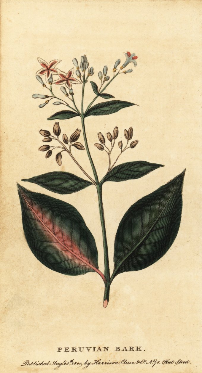Peruansk bark, Cinchona officinalis., 1800 (gravyr) av Unbekannter Künstler