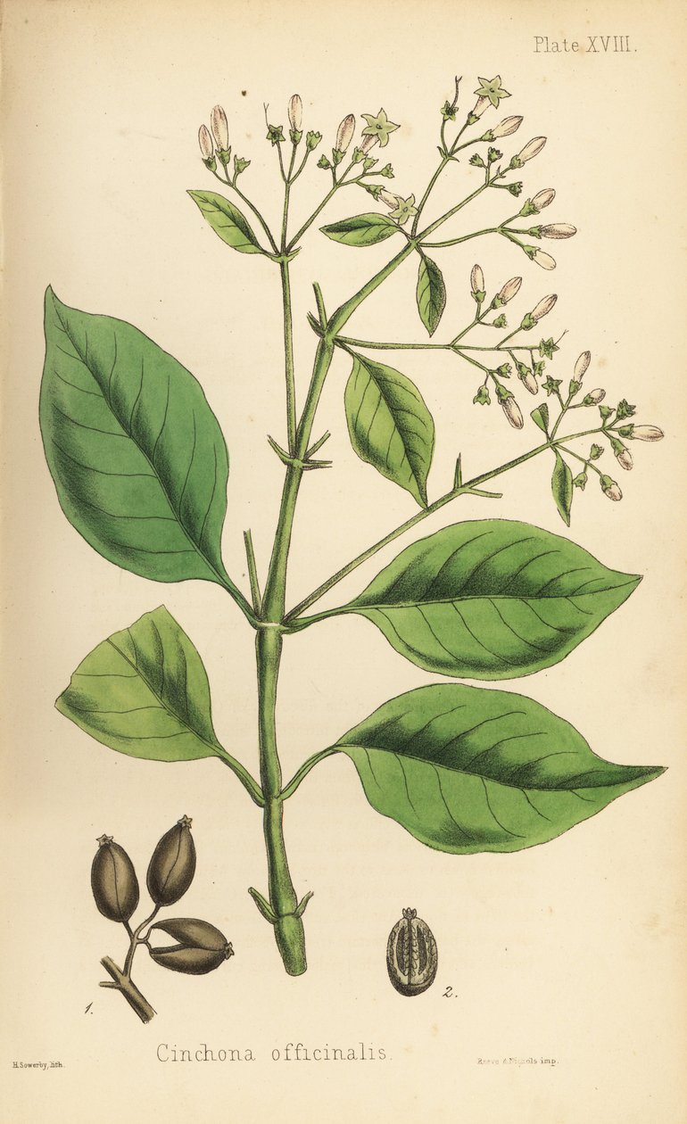 Peruanskt barkträd eller kininträd, Cinchona officinalis. Handkolorerad litografi av Henry Sowerby från Edward Hamiltons Flora Homeopathica, Bailliere, London av Unbekannter Künstler