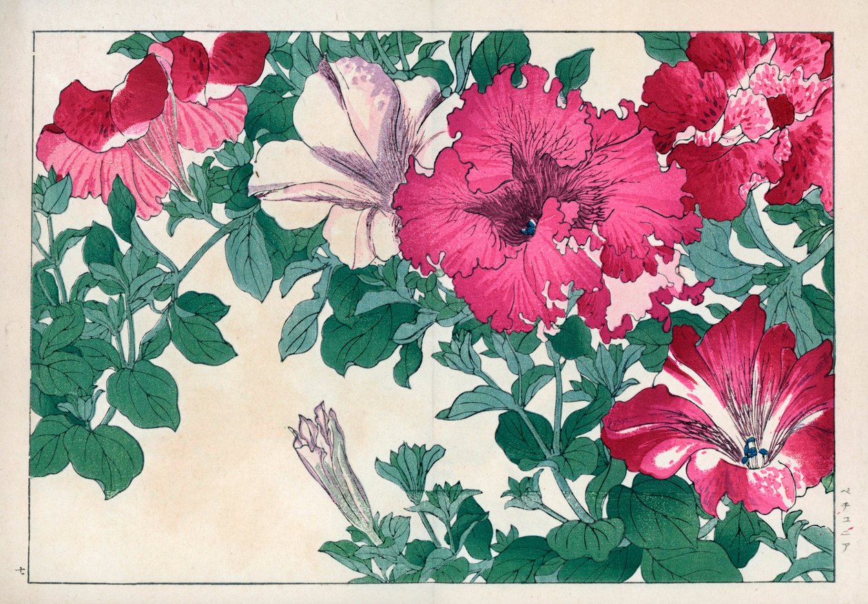 Petunia variete (rosa och vit). Olika sorters petunia. Handkolorerat träsnitt från Konan Tanigamis "Seiyou Sokazufu" (Pictorial Album of Western Plants and Flowers: Summer), Unsodo, Kyoto av Unbekannter Künstler