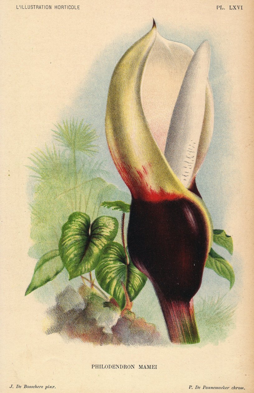 Philodendron mamei med vit och blodröd blomställning. Tropisk exotisk växt. Illustration av J. de Bosschere, litografi av P.de Pannemaeker, publicerad omkring 1880 i Gent (Belgien), i L
