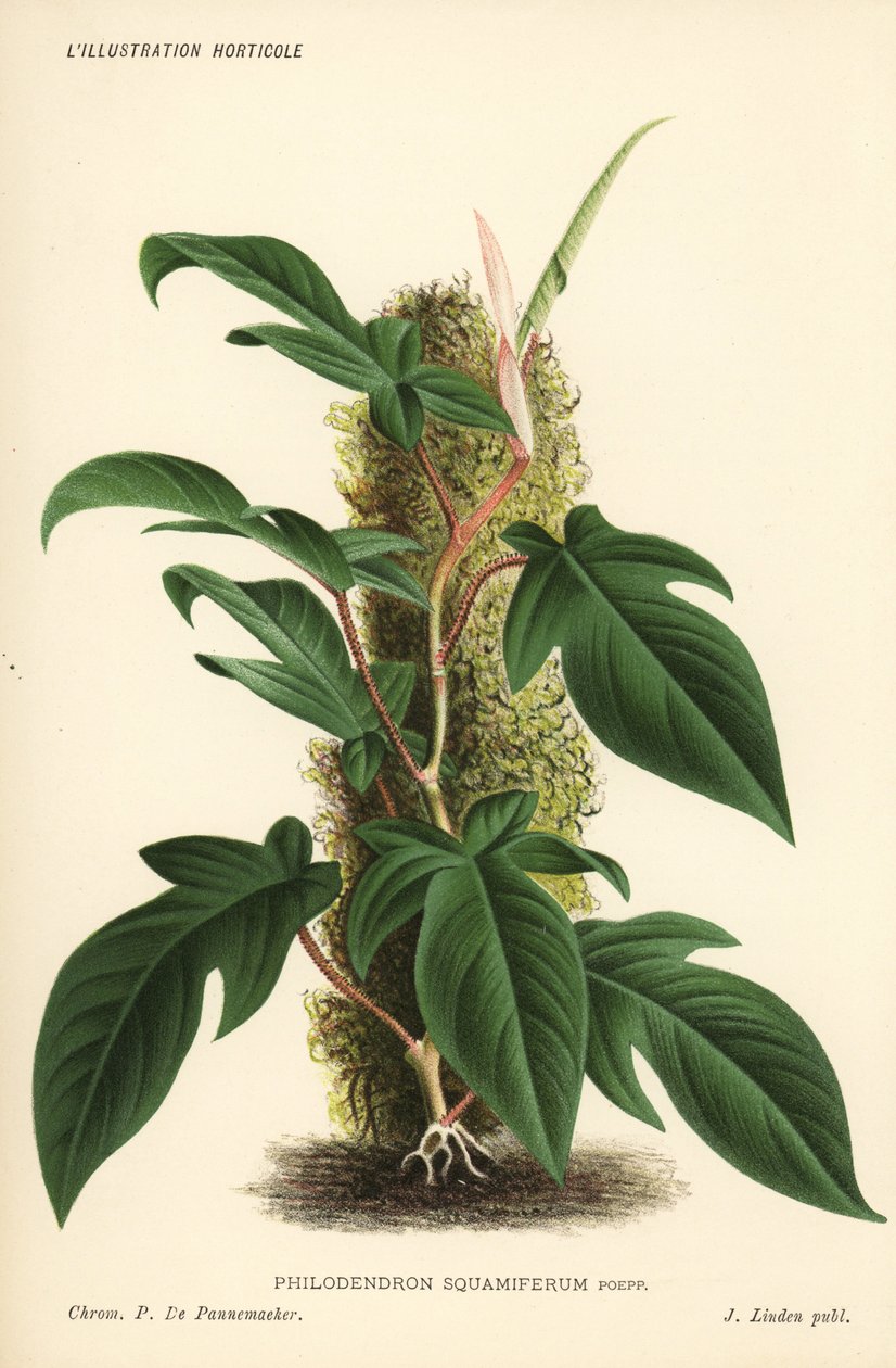 Bladväxt av Philodendron squamiferum. Kromolitografi av Pieter de Pannemaeker från Jean Lindens l