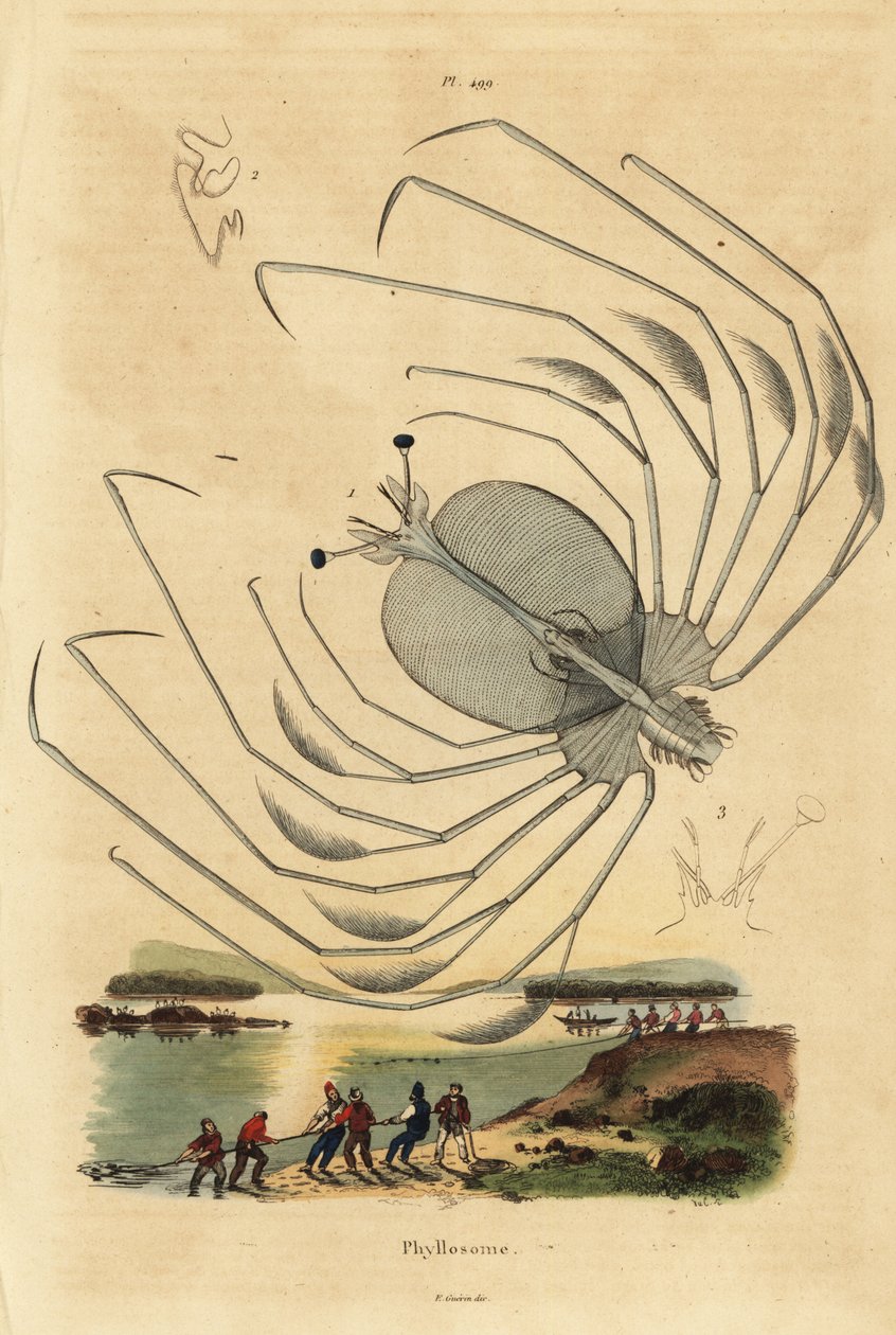 Phyllosoma larvstadium av en taggig hummer, Palinurus elephas av Unbekannt