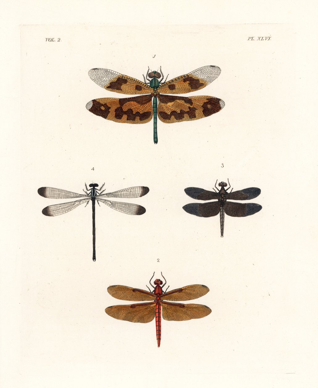 Bild på trollslända, Rhyothemis variegata 1, fulvous forest skimmer, Neurothemis fulvia 2, pied paddy skimmer, Neurothemis tullia 3, och shadowdamsel, Palaemnema paulina 4. Handkolorerad litografi från John O. Westwoods nya utgåva av Dru Drurys "Il av Unbekannter Künstler