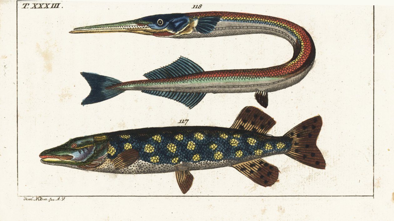 Gädda (eller nordlig gädda) - Orphia - Nordlig gädda, Esox lucius 117, och havsnål eller garfish, Belone belone 118. Handkolorerat kopparstick efter Jacob Nilson från Gottlieb Tobias Wilhelms Encyclopedia of Natural History: Fiskar, Augsburg av Unbekannter Künstler