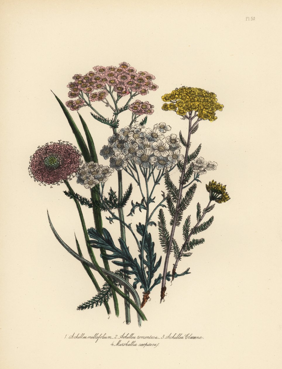 Rosablommig vitsippa, Achillea milfolium, gullviva, Achillea tomentosa, Clavenas silverbladiga vitsippa, Achillea clavenae, och tuvtåtel, Marshallia caespitosa. Handgjord kromolitografi av Henry Noel Humphreys efter en illustration av av Unbekannter Künstler