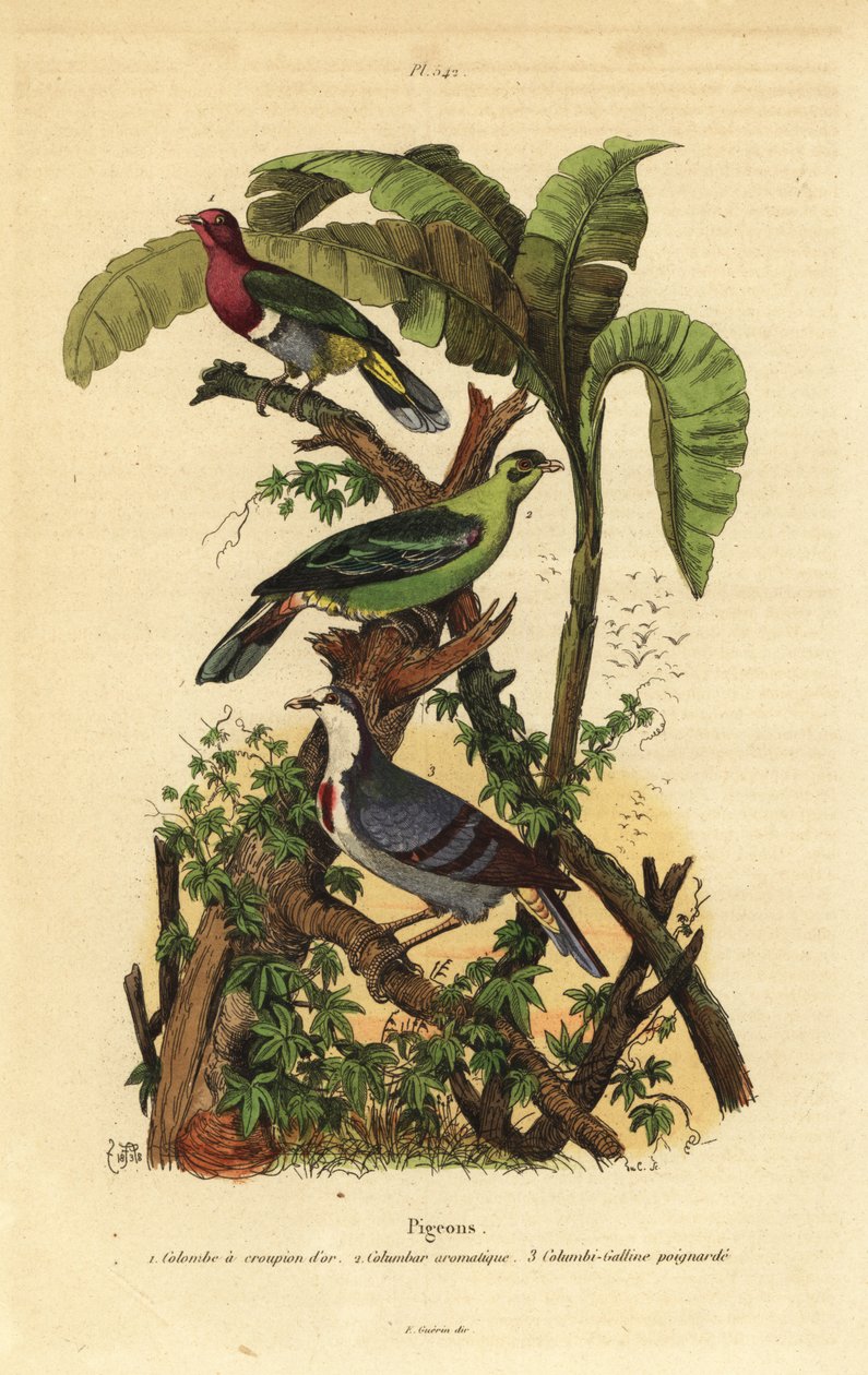 Rosa-huvad fruktduva, Ptilinopus porphyreus, Buru grön duva, Treron aromaticus och Luzon blödande hjärta, Gallicolumba luzonica av Unbekannt