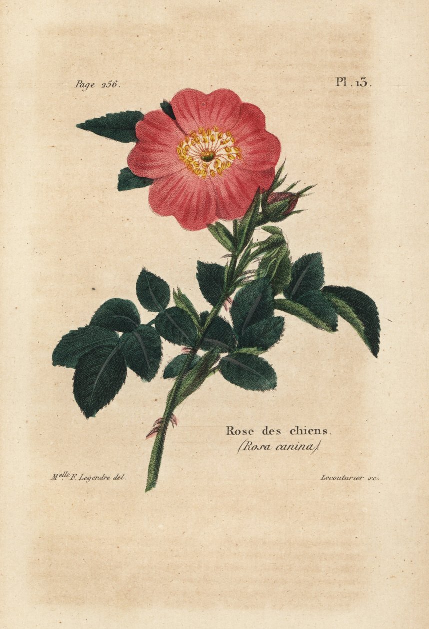 Rosa hund, hundros, Rosa Canina. Handkolorerad litografi av Lecouturier efter en botanisk illustration av fröken F. Legendre från Pierre Boitards Rose-Lover