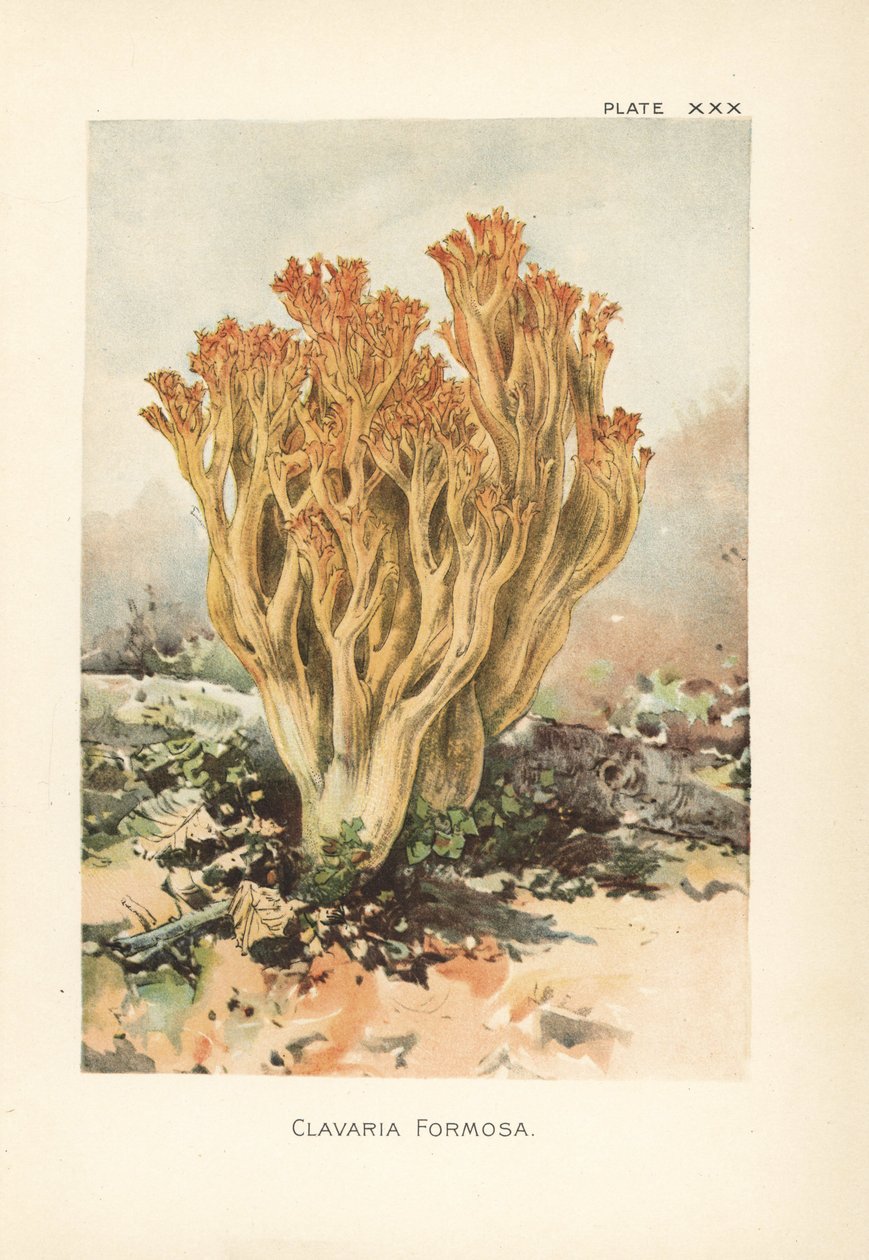 Rosa korallsvamp eller vacker clavaria, Ramaria formosa (Clavaria formosa). Kromolitografi efter en botanisk illustration av William Hamilton Gibson från hans bok Our Edible Toadstools and Mushrooms. av Unbekannter Künstler