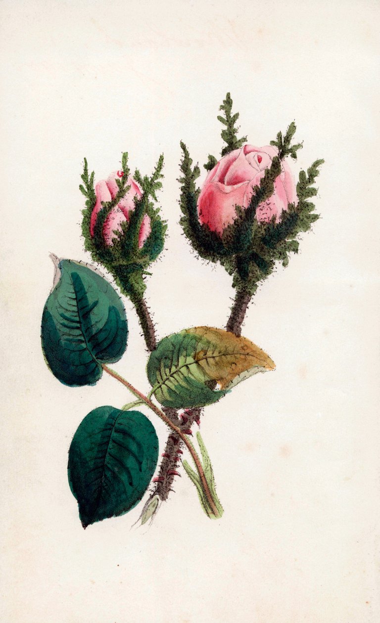 Rosa mossa, Rosa muscosa. Handkolorerad gravyr av James Andrews för John Stevens Henslows "Bouquet des Souvenirs", London av Unbekannter Künstler