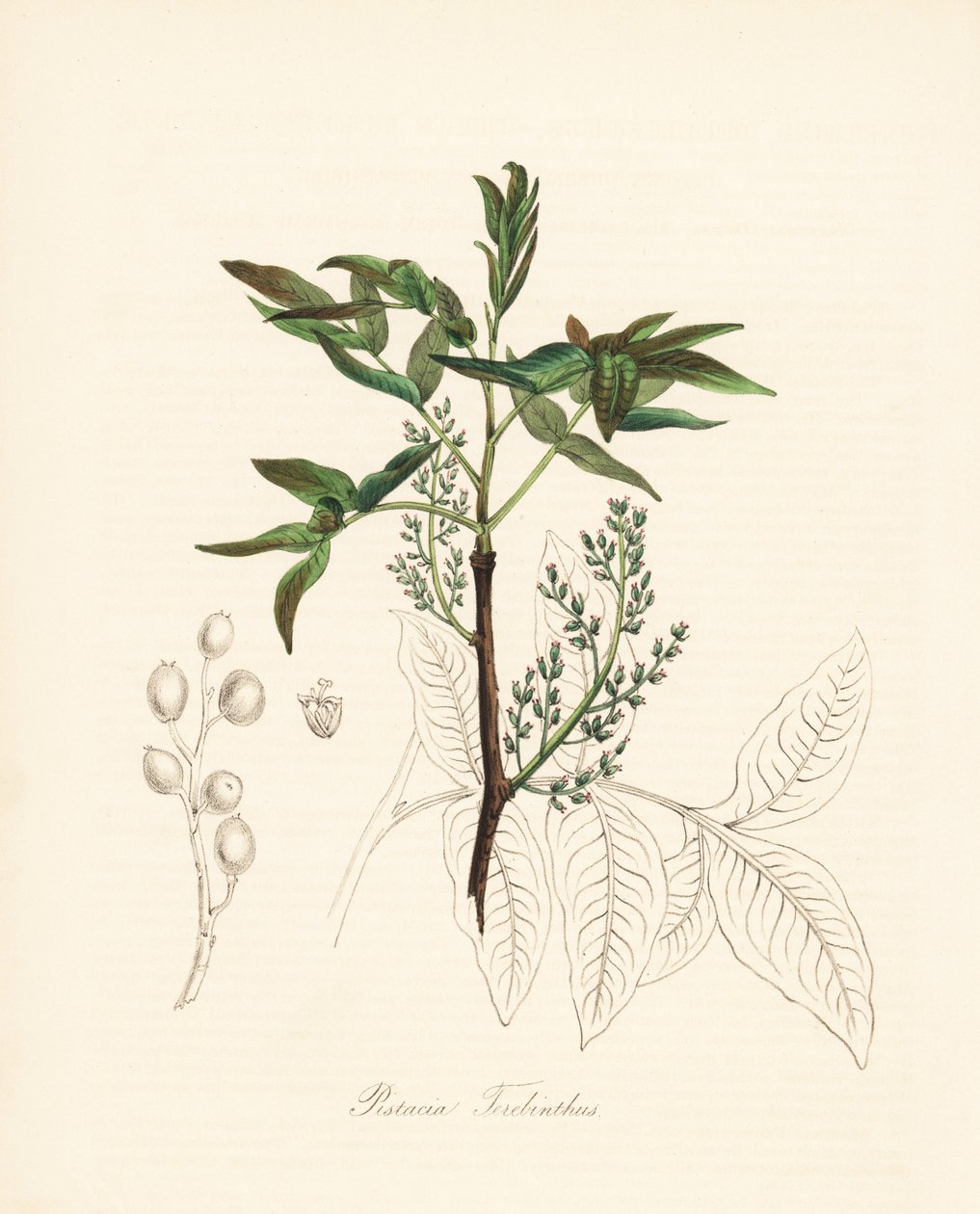 Pistachio terebinth - Terebinträd eller terpentinträd, Pistacia terebinthus. Handkolorerad zinkograf av C. Chabot tecknad av Miss M. A. Burnett från hennes "Plantae Utiliores: or Illustrations of Useful Plants," Whittaker, London av Unbekannter Künstler